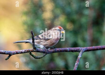 Lesser Redpoll (Acanthist Cabaret), Inverurie, Aberdeenshire, Großbritannien Stockfoto