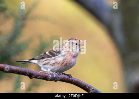 Lesser Redpoll (Acanthist Cabaret), Inverurie, Aberdeenshire, Großbritannien Stockfoto