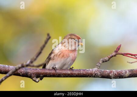 Lesser Redpoll (Acanthist Cabaret), Inverurie, Aberdeenshire, Großbritannien Stockfoto