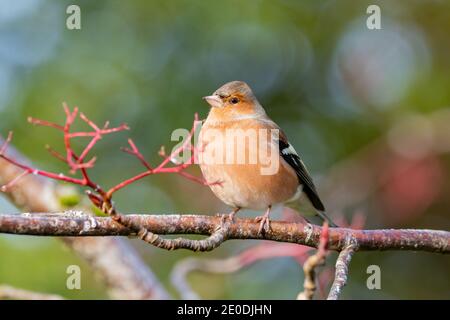 Männlicher Chaffinch (Fringilla coelebs), Inverurie, Aberdeenshire, Schottland, Großbritannien Stockfoto