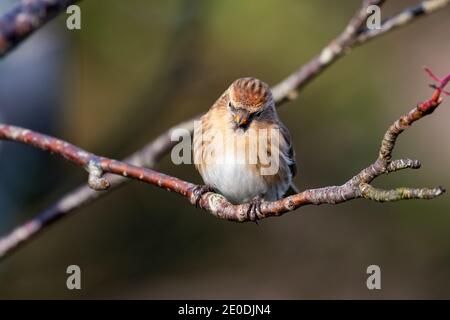 Lesser Redpoll (Acanthist Cabaret), Inverurie, Aberdeenshire, Großbritannien Stockfoto