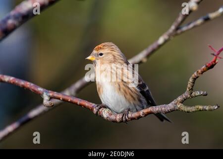 Lesser Redpoll (Acanthist Cabaret), Inverurie, Aberdeenshire, Großbritannien Stockfoto