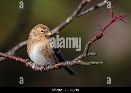 Lesser Redpoll (Acanthist Cabaret), Inverurie, Aberdeenshire, Großbritannien Stockfoto