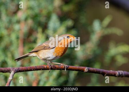 Robin (Erithacus Rubecula) Stockfoto