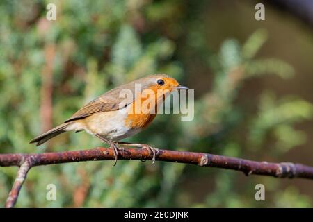 Robin (Erithacus Rubecula) Stockfoto