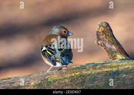 Männlicher Chaffinch (Fringilla coelebs), Inverurie, Aberdeenshire, Schottland, Großbritannien Stockfoto