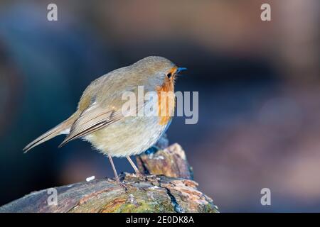 Robin (Erithacus Rubecula) Stockfoto