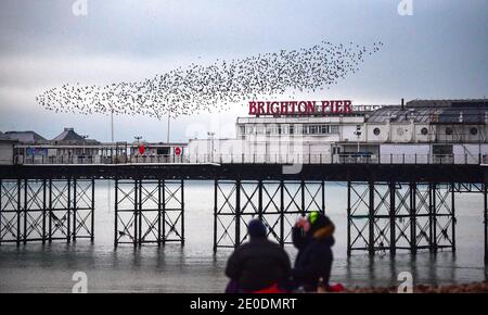 Brighton UK 31. Dezember 2020 - Stare spielen ihren letzten Tanz von 2020 über Brighton Palace Pier, während sie an ihrem täglichen Murren teilnehmen, während die Sonne am 2020 an der Südküste von Großbritannien untergeht. Kredit Simon Dack / Alamy Live Nachrichten Stockfoto