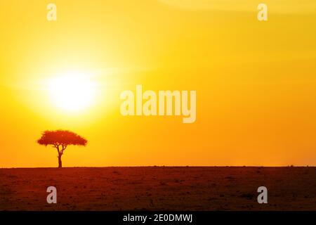 Gelber Sonnenuntergang Sonnenscheibe über einsamen Baum in Savanna in Kenia Stockfoto