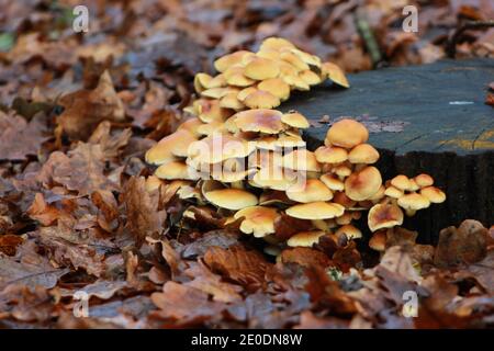 Pilze im Wald, Baum mit Fungos im Wald mit Moos, Flora und Grundpflanzenfarbe Stockfoto
