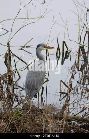 Graureiher (Ardea cinerea), stand im Wasser im Attenborough Centre, Nottinghamshire Stockfoto