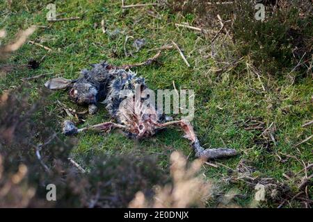 Tote Kaninchen von einem anderen Tier im Peak District, Derbyshire Moorlands getötet. Das Tier wird halb gegessen, wahrscheinlich von einem Fuchs auseinandergerissen. Stockfoto