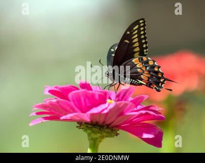 Nahaufnahme, Seitenprofil eines schwarzen Schwalbenschwanzschmetterlings (Papilio polyxenes), der sich auf Nektar aus rosa Zinnia-Blüten im kanadischen Garten ernährt. Stockfoto