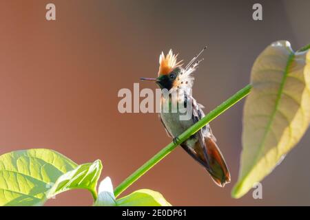 Ein juveniler getuftete Coquette-Kolibri (Lophornis ornatus) mit seinen Federn, die im Sonnenlicht aufflackerten. Vogel auf Barsch. Der zweitkleinste Vogel der Welt Stockfoto