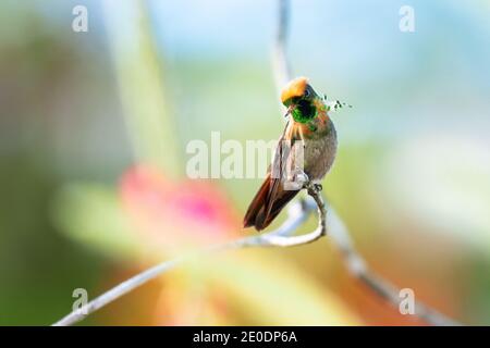 Ein juveniler männlicher getuftete Coquette-Kolibri (Lophornis ornatus), der in die Kamera schaut. Tierwelt in der Natur, zweitkleinster Vogel der Welt, Vogelhaltung. Stockfoto