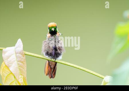 Ein junger männlicher getuftete Coquette-Kolibri (Lophornis ornatus), mit Blick auf die Kamera. Wildtiere in der Natur, zweitkleinster Vogel der Welt, Sitzvogel Stockfoto