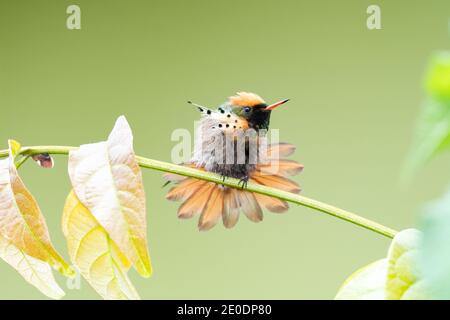 Juvenile männliche tufted Coquette Kolibri (Lophornis ornatus) Stretching. Tropischer Vogel im Garten, zweitkleinster Vogel der Welt Tierwelt in der Natur. Stockfoto