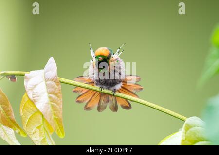 Juvenile männliche tufted Coquette Kolibri (Lophornis ornatus) Stretching. Tropischer Vogel im Garten, zweitkleinster Vogel der Welt Tierwelt in der Natur. Stockfoto