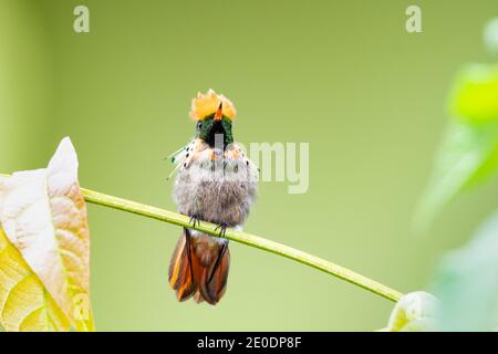 Ein junger männlicher getuftete Coquette-Kolibri (Lophornis ornatus), mit Blick auf die Kamera. Wildtiere in der Natur, zweitkleinster Vogel der Welt, Sitzvogel Stockfoto