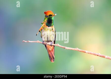 Ein männlicher getuftete Coquette Kolibri, der auf einem Ast mit Bokeh Hintergrund steht. Tierwelt in der Natur. Vogel auf einem Ast. Stockfoto