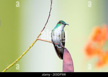 Ein Smaragd-Kolibri (Amazilia brevirostris) mit weißem Chested und einem schlichten grünen Hintergrund. Tierwelt in der Natur. Kolibri im Garten. Stockfoto