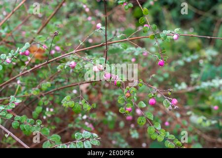 Zweige des gemeinen rosa Schneerbeer-Busches (Symphoricarpos albus) mit rosa Beeren im Winterfrost in Südengland, Hampshire, Großbritannien Stockfoto