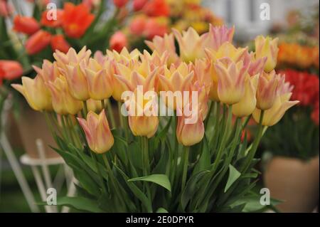 Ein Bouquet von rosa-gelben Lilie-blühenden Tulpen (Tulipa) elegante Lady On Eine Ausstellung im Mai Stockfoto