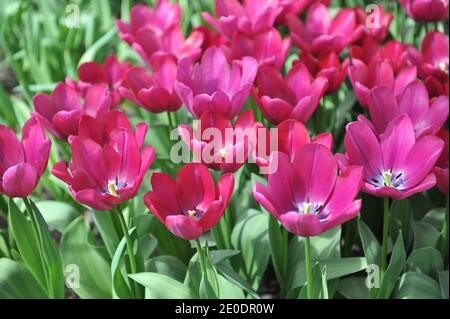 Purple Triumph Tulpen (Tulipa) Ausdauer blühen in einem Garten in April Stockfoto