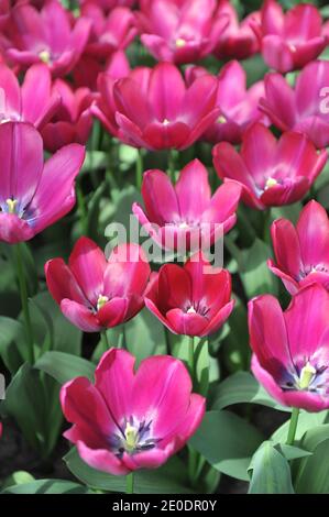 Purple Triumph Tulpen (Tulipa) Ausdauer blühen in einem Garten in April Stockfoto