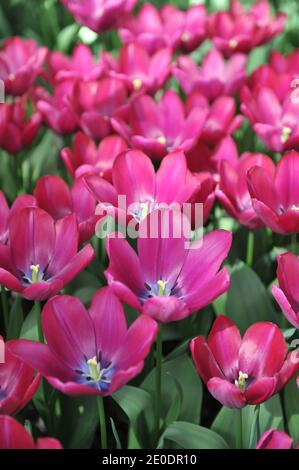 Purple Triumph Tulpen (Tulipa) Ausdauer blühen in einem Garten in April Stockfoto