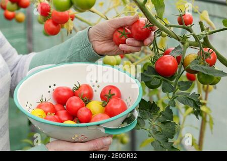 Solanum lycopersicum. Frau pflücken homegrown 'Alicante' Tomaten in einem Sieb in einem Garten Polytunnel. VEREINIGTES KÖNIGREICH Stockfoto