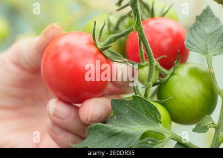 Solanum lycopersicum. Frau pflücken homegrown 'Alicante' Tomaten in einem Sieb in einem Garten Polytunnel. VEREINIGTES KÖNIGREICH Stockfoto
