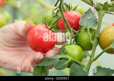 Solanum lycopersicum. Frau pflücken homegrown 'Alicante' Tomaten in einem Sieb in einem Garten Polytunnel. VEREINIGTES KÖNIGREICH Stockfoto