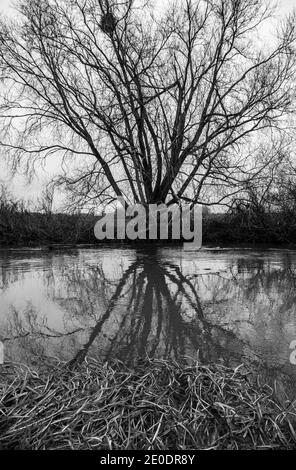 River Cam Grantchester Stockfoto