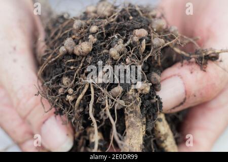 Stickstofffixierung. Stickstoff fixierenden Knötchen im Wurzelsystem einer Läuferbohnenpflanze entwickelt in symbiotischer Beziehung mit Bodenbakterien, Rhizobie. Stockfoto