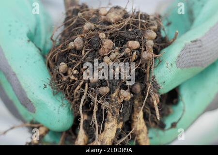 Stickstofffixierung. Stickstoff fixierenden Knötchen im Wurzelsystem einer Läuferbohnenpflanze entwickelt in symbiotischer Beziehung mit Bodenbakterien, Rhizobie. Stockfoto