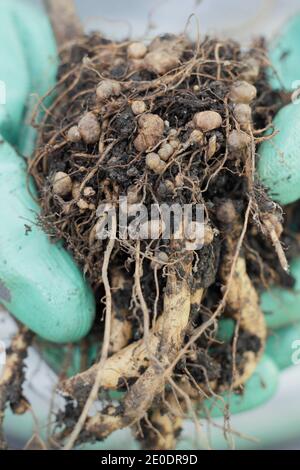 Stickstofffixierung. Stickstoff fixierenden Knötchen im Wurzelsystem einer Läuferbohnenpflanze entwickelt in symbiotischer Beziehung mit Bodenbakterien, Rhizobie. Stockfoto