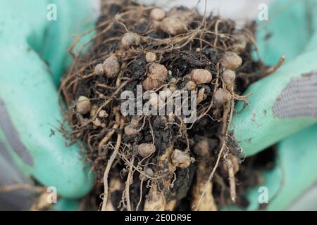 Stickstofffixierung. Stickstoff fixierenden Knötchen im Wurzelsystem einer Läuferbohnenpflanze entwickelt in symbiotischer Beziehung mit Bodenbakterien, Rhizobie. Stockfoto