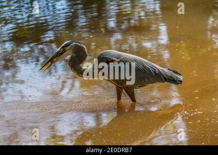 Ein großer adulter Blaureiher, der einen kleinen Fisch isst Gerade im flachen, trüben Wasser der Feuchtgebiete gefangen An einem sonnigen Tag im Frühling Nahaufnahme Stockfoto