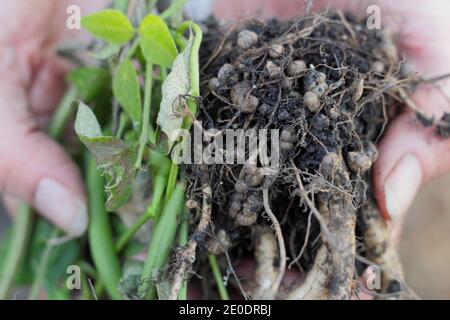 Stickstofffixierung. Stickstoff fixierenden Knötchen im Wurzelsystem einer Läuferbohnenpflanze entwickelt in symbiotischer Beziehung mit Bodenbakterien, Rhizobie. Stockfoto