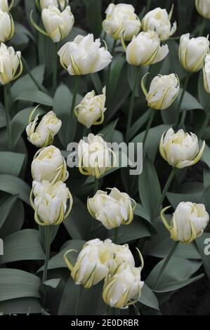 Weiße doppelte Fosteriana Tulpen White Valley (exotischer Kaiser) Blüht im April im Garten Stockfoto