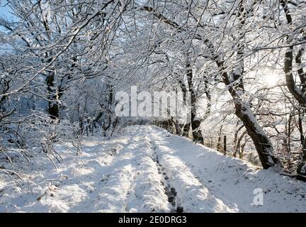 Morgenspaziergang durch eine Allee von Bäumen nach einem nächtlichen Schneefall, West Lothian, Schottland. Stockfoto
