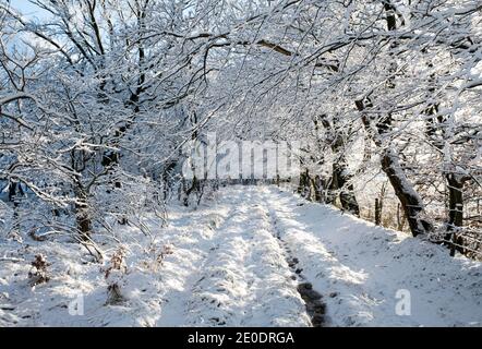 Morgenspaziergang durch eine Allee von Bäumen nach einem nächtlichen Schneefall, West Lothian, Schottland. Stockfoto