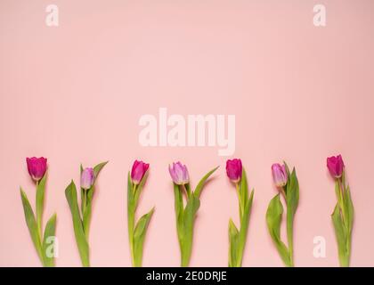 Reihe von schönen Frühling Zeit rosa Tulpen mit einem pastellfarbenen Hintergrund, für grafische Ressourcen, Kopfzeilen Karten und Kopieplatz Stockfoto
