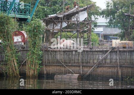 Schweine werden auf Bambusvorsprüngen im schwimmenden Dorf Kampong Phluk am Tonle SAP See aufgezogen. Stockfoto