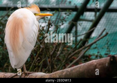 Cattle Egret, Bubulcus ibis, in Gefangenschaft in Golders Hill Park Zoo, Hampstead Heath. Es ist eine Reiherart mit weiß-gelben Federn. Stockfoto