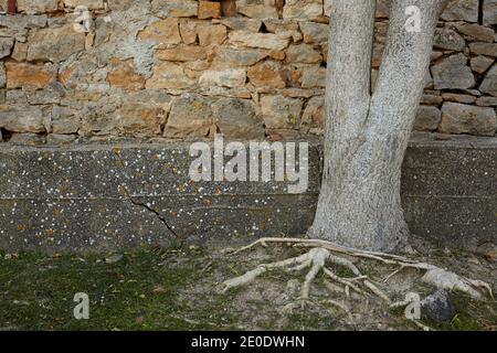 Baumstamm und eine Wand aus Felsen als Hintergrund. Stockfoto