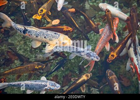 Detroit, Michigan - Koi Schwimmen Sie im Lily Pond im Ann Scripps Whitcomb Conservatory und im Belle Isle Aquarium. Stockfoto