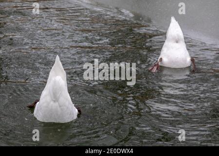 Detroit, Michigan - Mute Swans (Cygnus olor) Fütterung in teilweise gefrorenen Lake Muskoday auf Belle Isle, einem Park im Detroit River. Stockfoto