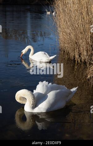 Zwei junge weiße Schwäne schwimmen, fressen und putzen ihre Federn an einem halbgefrorenen, tiefblauen See in Österreich an einem sonnigen Wintertag. Stockfoto